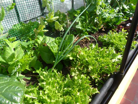bl_vegtrug_terraza_barcelona
