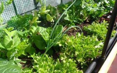 Ensalada ecológica de la terraza