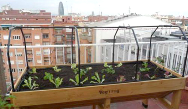 vegtrug